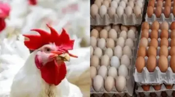 للمستهلكين.. سعر كيلو الدواجن البيضاء والبيض الأحمر والأبيض اليوم في المحلات